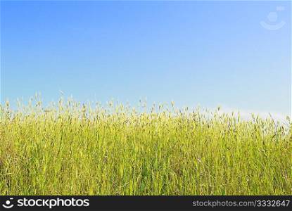 Green grass with blue sky and clouds.