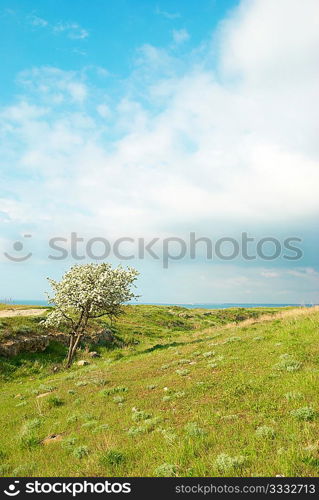 Green grass with blue sky and clouds.