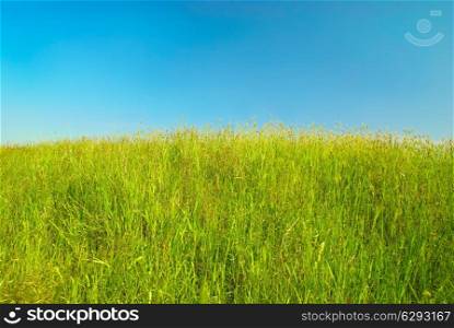 Green grass with blue sky and clouds.