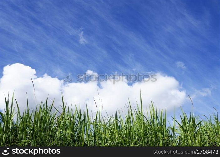 Green grass with blue sunny sky