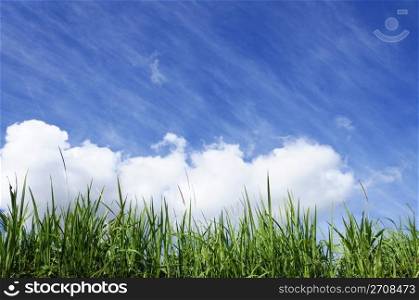 Green grass with blue sunny sky