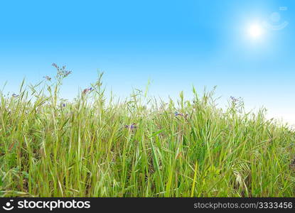 Green grass with blue sunny sky for background