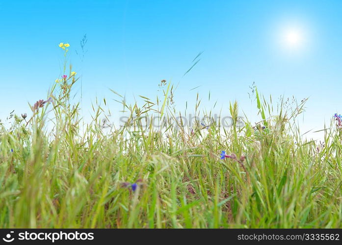 Green grass with blue sunny sky for background