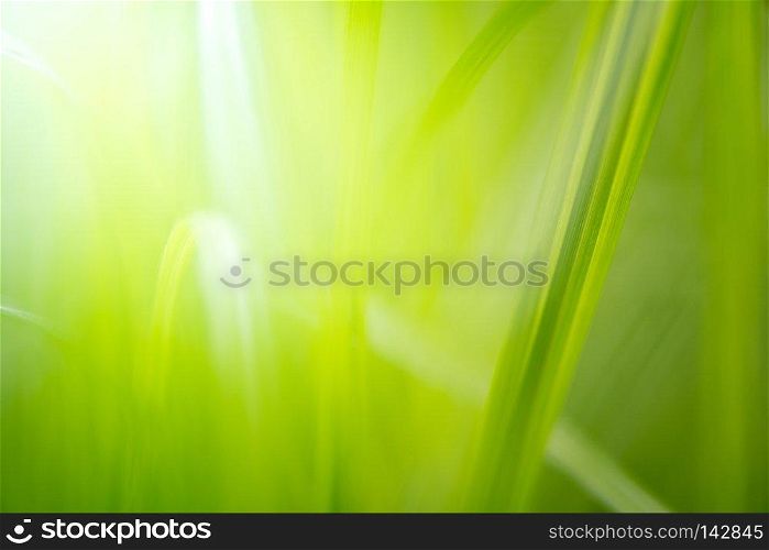 green grass with bright sunlight, green nature background, summer meadow sunrise