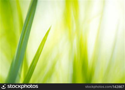 green grass with bright sunlight, green nature background, summer meadow sunrise