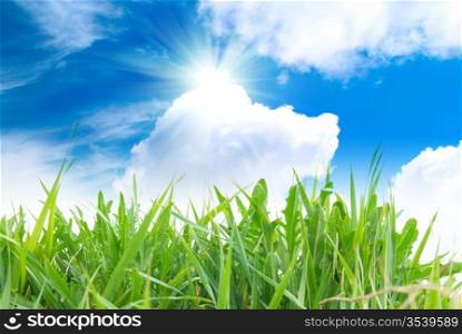 Green grass with cloudy sky in the sunny day