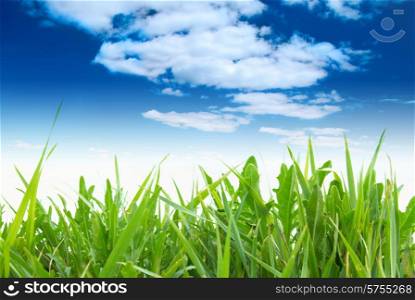 Green grass with cloudy sky in the sunny day