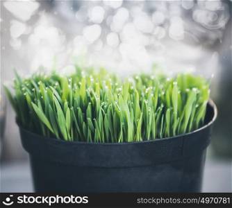 Green grass with dew drops in pot at bokeh background