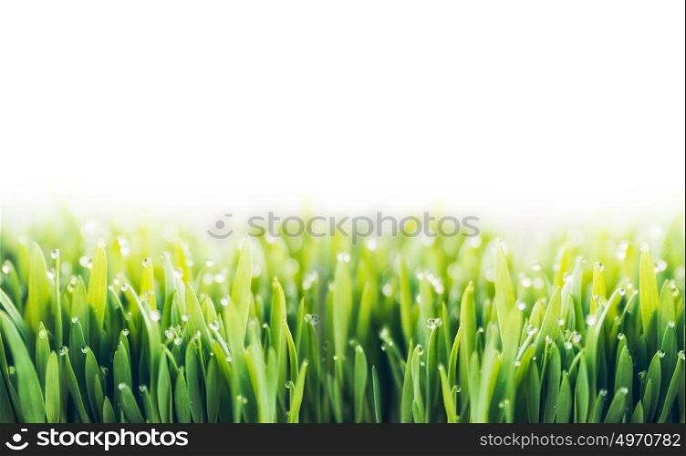 Green grass with dew drops on white background, border