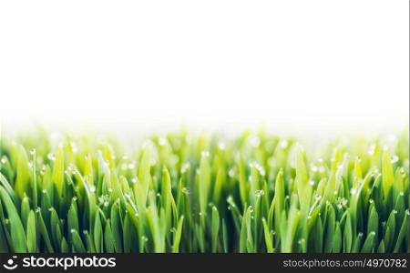 Green grass with dew drops on white background, border