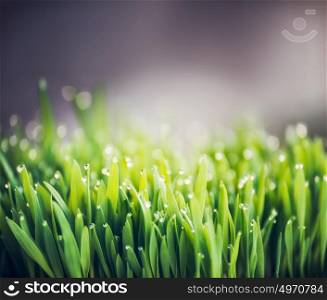 Green grass with dew water drops, outdoor nature background, front view