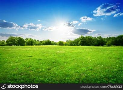 Green grass with flowers and trees in spring
