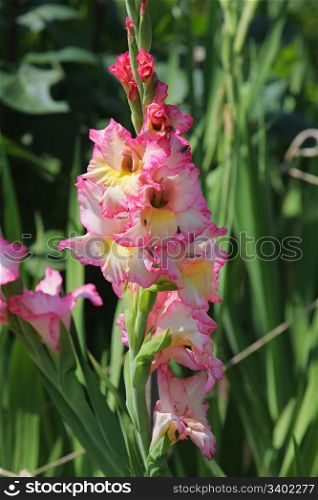 Green grass with gladiolus in summer day.