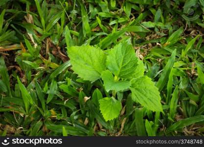 green grass with leaf