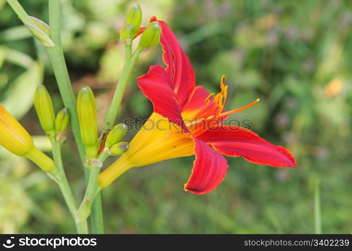 Green grass with lillies in summer day.