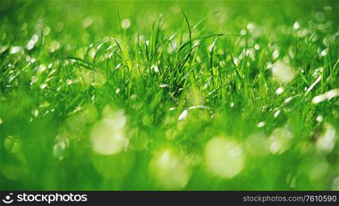 Green grass with morning dew bokeh. Art natural backgrounds
