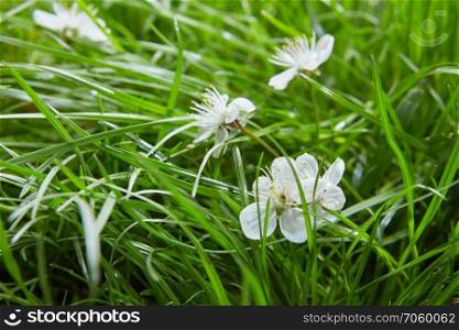 green grass with small white flowers background texture. Background with green grass and flowers