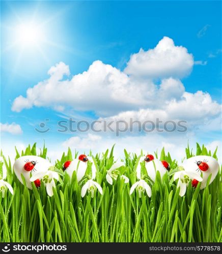 green grass with snowdrops and easter eggs. spring landscape with sunny blue sky