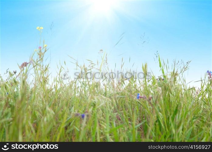 Green grass with sun and blue sky background