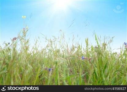 Green grass with sun and blue sky background