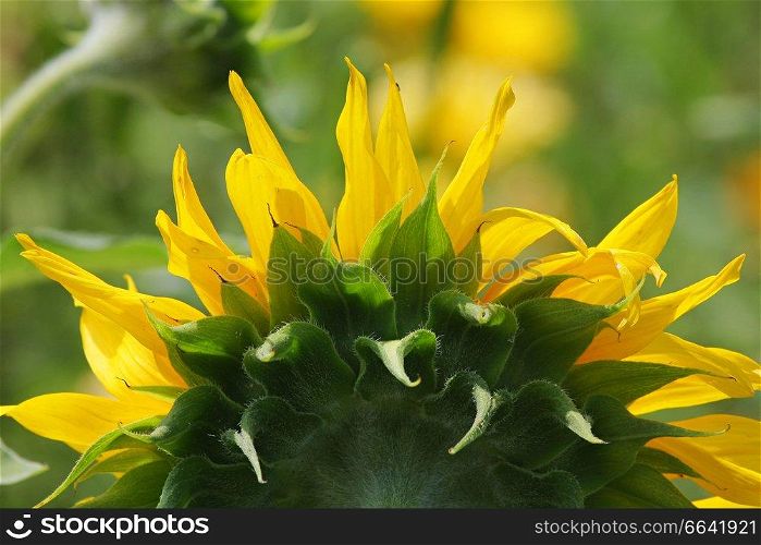 Green grass with sunflower in summer day.