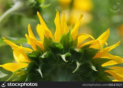 Green grass with sunflower in summer day.