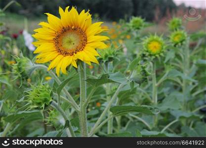 Green grass with sunflowers in summer day.