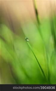 green grass with water drop and sun light