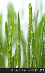 green grass with water droplets isolated
