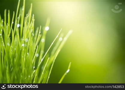 green grass with water drops bright sunlight, green nature background, summer meadow sunrise