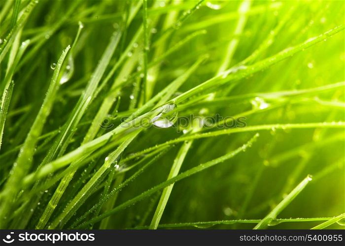 Green grass with water drops closeup backgorund