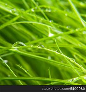 Green grass with water drops closeup backgorund
