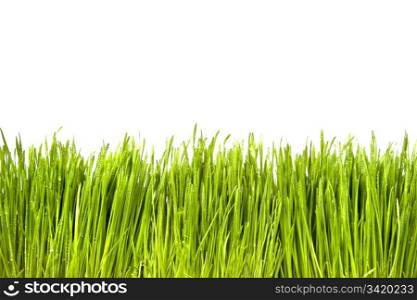 Green Grass with Water Drops isolated on white