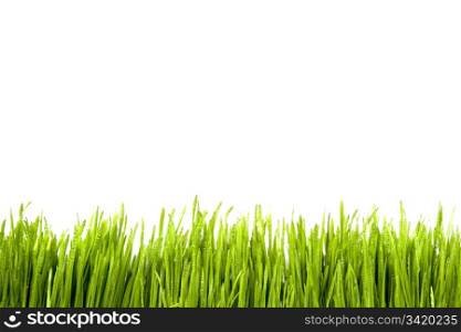 Green Grass with Water Drops isolated on white background
