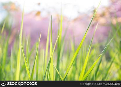 green grass with wild himalayan cherry flower in background