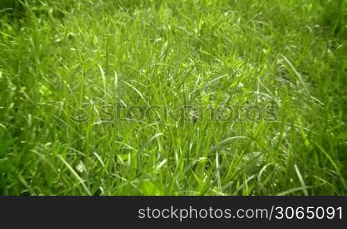 Green grass zoom in