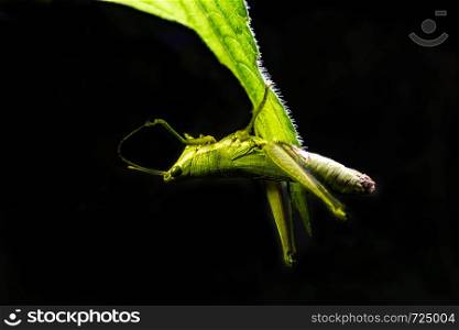 Green grasshopper hanging on leaf with black background