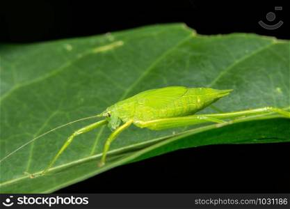 Green Grasshopper Macro