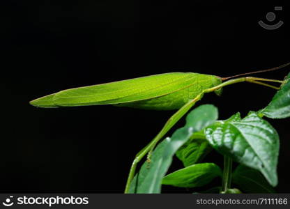 Green Grasshopper Macro