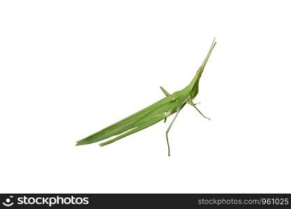 Green grasshopper on a white background.