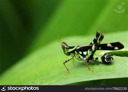 green grasshopper on leaf, macro.