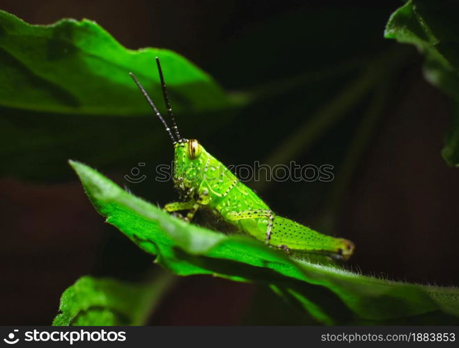 Green grasshopper on the green leaf in the nature,Animal close up macro concept
