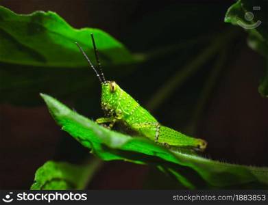 Green grasshopper on the green leaf in the nature,Animal close up macro concept
