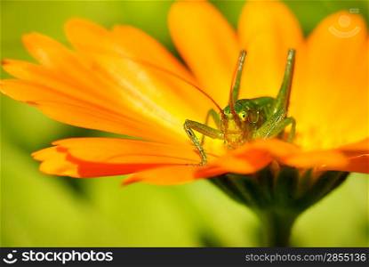 Green grasshopper sitting on a flower