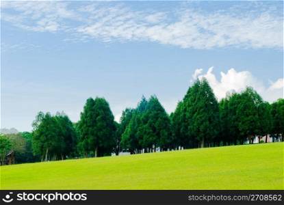 Green grassland, pine trees and blue sky