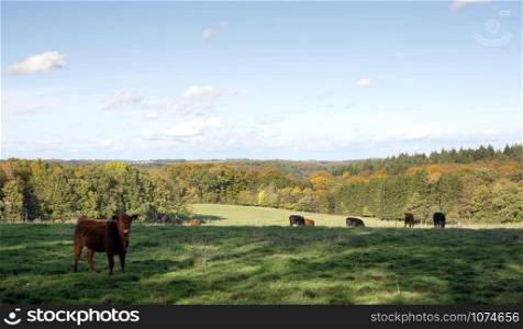 green grassy field with cows near autumnal forest under blue sky in the fall near echternach in luxembourg