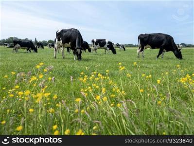 green grassy meadow with yellow buttercups and spotted black and white cows grazing in the netherlands
