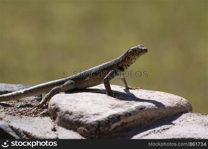 Green-gray lizard sits close up on stone and basks