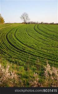 Green growing corn rows in a farmers field