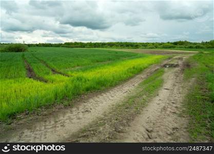 Green growing field and dirt road, Zarzecze, Lubelskie, Poland